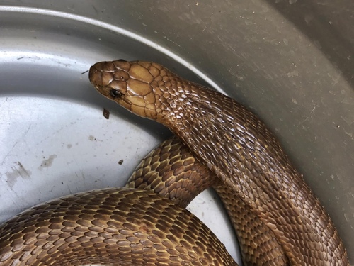 Photo of a Cape Cobra (Naja nivea)