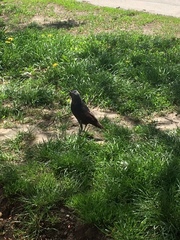 Corvus monedula