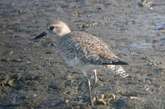 Pluvialis squatarola