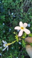 Chaenostoma integrifolium