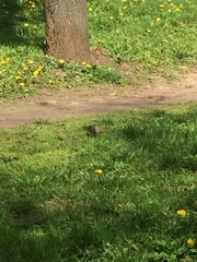 Turdus pilaris