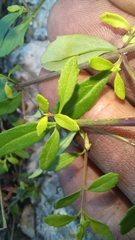 Chaenostoma integrifolium