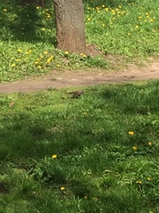 Turdus pilaris