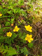 Ranunculus millefolius