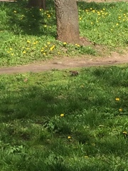 Turdus pilaris