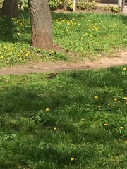 Turdus pilaris
