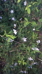 Chaenostoma integrifolium