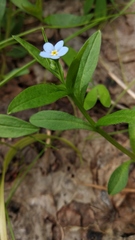 Memoremea scorpioides