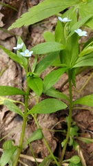 Memoremea scorpioides