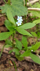 Memoremea scorpioides