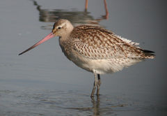 Limosa lapponica