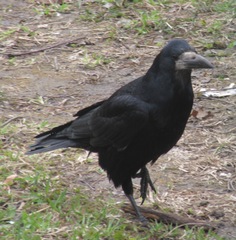 Corvus frugilegus