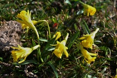 Narcissus minor asturiensis