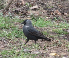 Corvus monedula