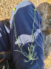 Erigeron linearis