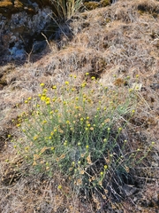 Erigeron linearis