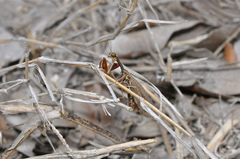 Mantispinae