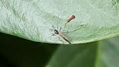 Chironomidae