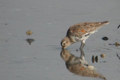 Calidris alpina