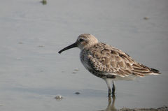 Calidris alpina