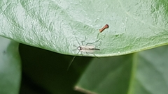 Chironomidae