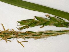 Carex leptonervia