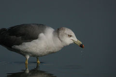 Larus crassirostris