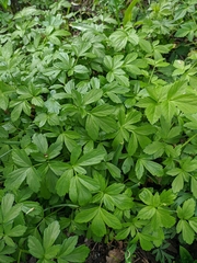 Smyrnium perfoliatum