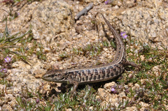 Elgaria coerulea coerulea