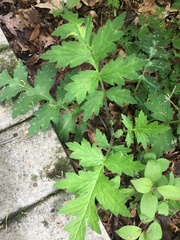 Hydrophyllum macrophyllum