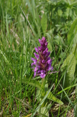 Dactylorhiza euxina