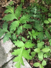 Hydrophyllum macrophyllum