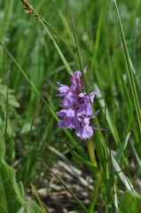 Dactylorhiza euxina