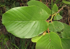 Annona senegalensis