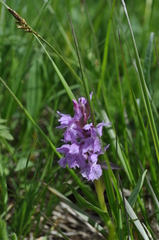Dactylorhiza euxina