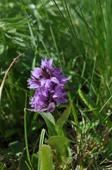 Dactylorhiza euxina