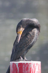 Phalacrocorax carbo