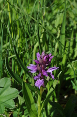 Dactylorhiza euxina