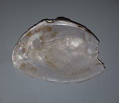 Pseudodontopsis euphratica