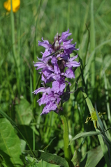 Dactylorhiza euxina