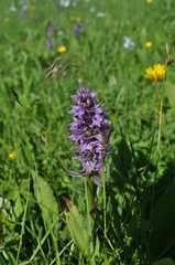 Dactylorhiza euxina