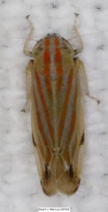 Deltanus texanus