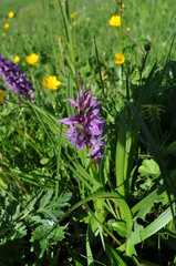 Dactylorhiza euxina