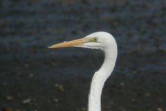 Ardea alba