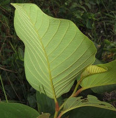 Annona senegalensis