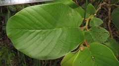 Annona senegalensis