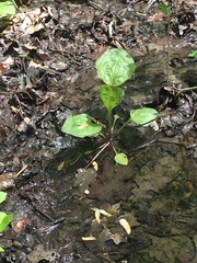 Plantago cordata