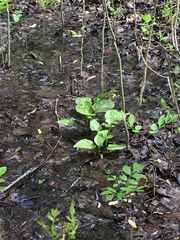 Plantago cordata