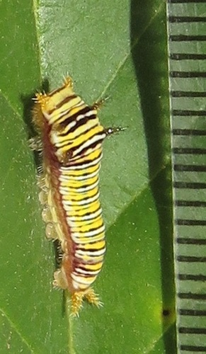 Small Striped Swordtail