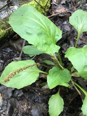 Plantago cordata
